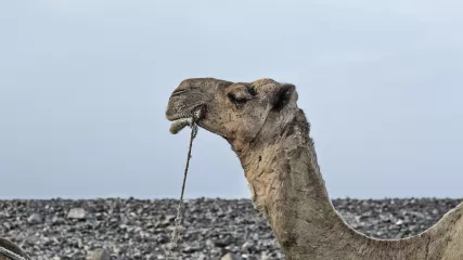 ETIOPIA DANCALIA